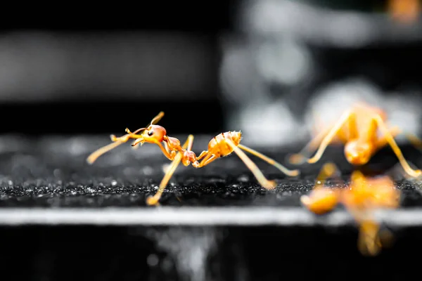 Gros Plan Fourmis Tisserandes Rouges Sur Feuille Verte — Photo