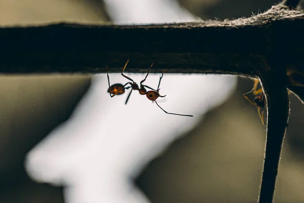 Gros Plan Fourmis Tisserandes Rouges Sur Feuille Verte — Photo