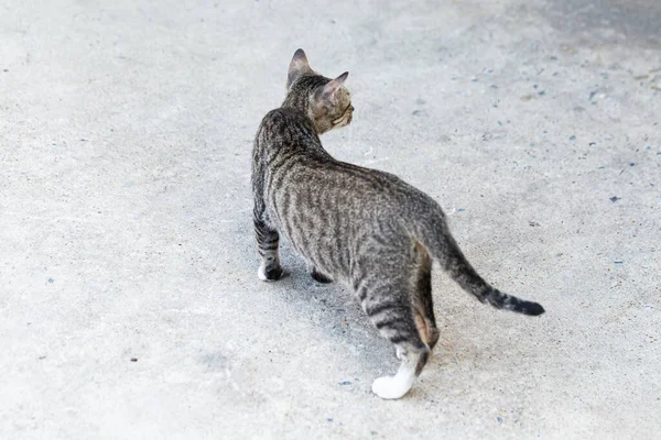 Μια Γάτα Του Δρόμου Που Δεν Αγαπήθηκε Ποτέ — Φωτογραφία Αρχείου