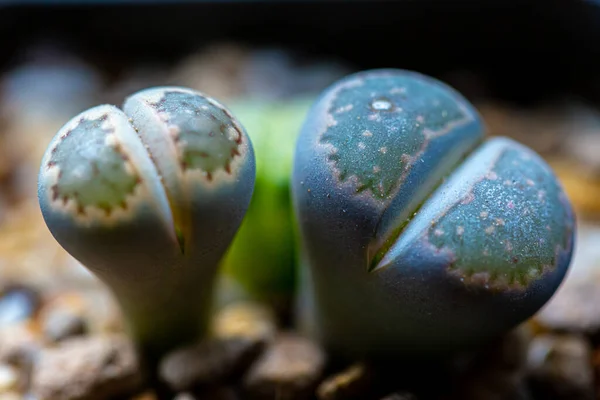 Lithops Sont Des Plantes Maison Nouveauté Populaire Nombreux Cultivateurs Succulents — Photo