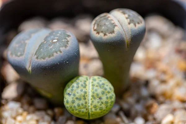 Lithops Son Plantas Populares Casa Novedad Muchos Cultivadores Suculentos Especializados — Foto de Stock