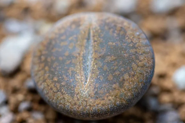 Lithops Sind Beliebte Neuheit Zimmerpflanzen Und Viele Spezialisierte Sukkulenten Züchter — Stockfoto