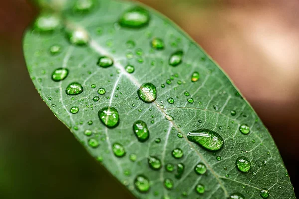 Las Gotas Agua Las Hojas Durante Temporada Lluvias Selva Tropical — Foto de Stock