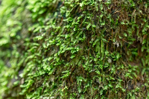 Musgo Verde Fundo Floresta — Fotografia de Stock