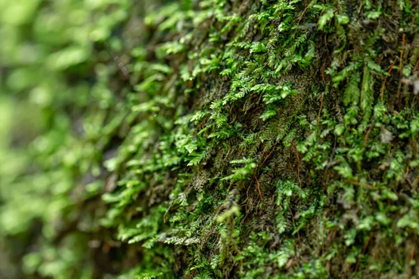 Musgo Verde Fundo Floresta — Fotografia de Stock