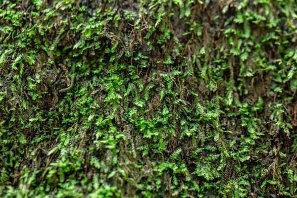 森林背景中的绿色苔藓 — 图库照片