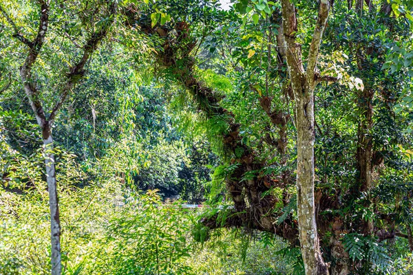 Les Grands Arbres Vieux Plusieurs Décennies Fournissent Ombre Habitat Aux — Photo