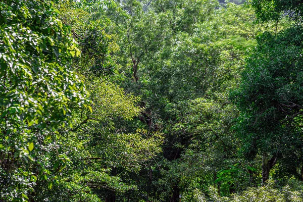 Les Grands Arbres Vieux Plusieurs Décennies Fournissent Ombre Habitat Aux — Photo