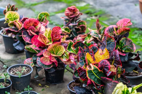 Colorful Garden Croton Leaves Codiaeum Variegatum — Stock Photo, Image