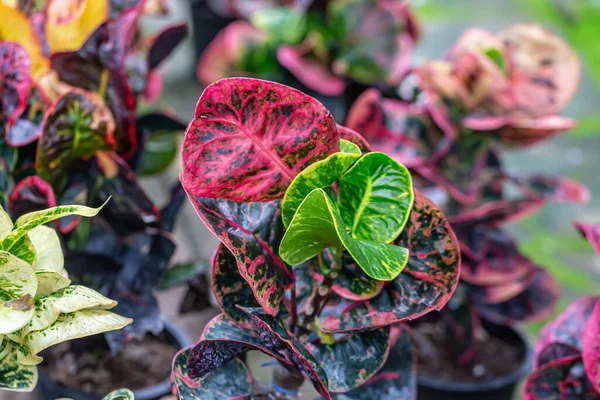 Renkli Bahçe Croton Yaprakları Codiaeum Varegatum — Stok fotoğraf