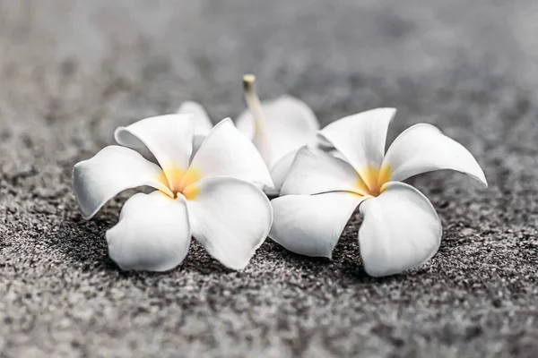 Ramo Flores Tropicais Frangipani Plumeria — Fotografia de Stock