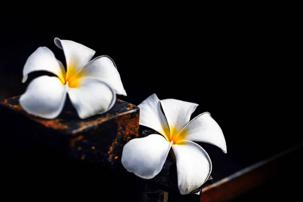 Pobočka Tropické Květy Keře Plumeria — Stock fotografie