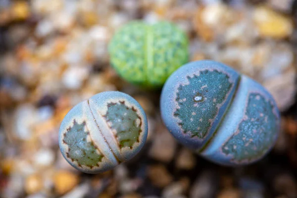 Lithops Popular Novelty House Plants Many Specialist Succulent Growers Maintain Stock Photo