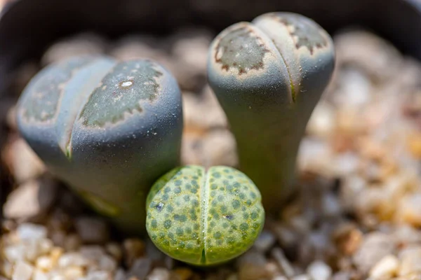 Lithops Popular Novelty House Plants Many Specialist Succulent Growers Maintain Stock Picture