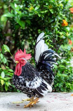 Zeminde ritmik bir yürüyüş şekli var.