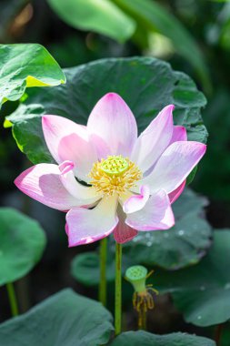 Lotus Budizm 'e tapan Budistlerin temsilcisidir..