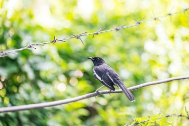 Doğulu magpie-robin yoldan geçen küçük bir kuştur.