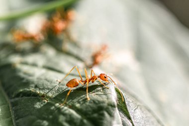 Yeşil yapraklı kırmızı dokumacı karıncaları kapat