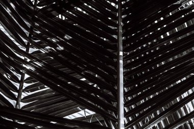 Güzel yeşil palmiye yaprağının manzarasını kapat.