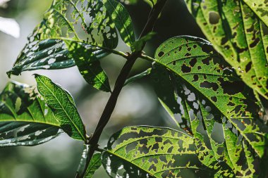Güneşin altındaki yaprakların deseni doğanın güzelliğini yansıtır..