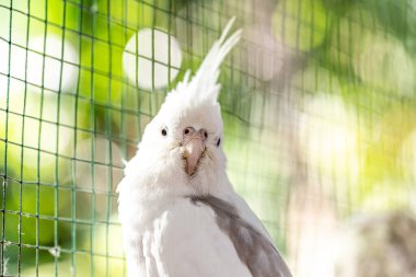 Cockatiel portresi (Nymphicus hollandicus)