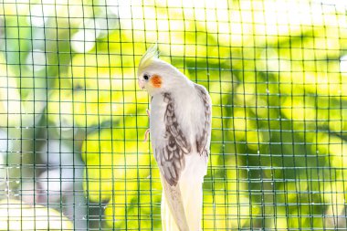 Cockatiel portresi (Nymphicus hollandicus)