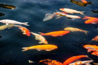 Renkli sazan balığı, koi balığı gölde