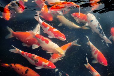 Renkli sazan balığı, koi balığı gölde