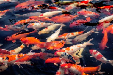 Renkli sazan balığı, koi balığı gölde