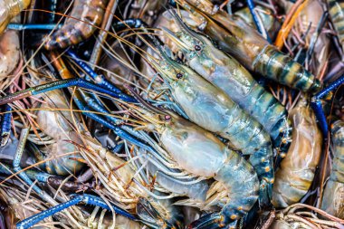 Piyasada satılık dev nehir karidesi