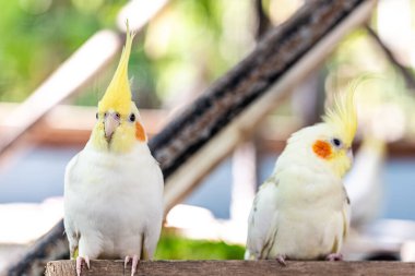 Cockatiel portresi (Nymphicus hollandicus)