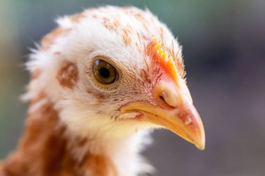 Tavuk kafası portresi. Yakın plan yüz.