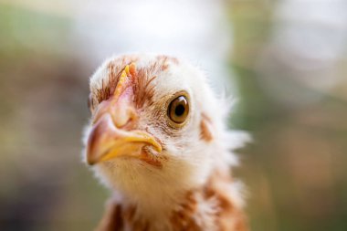 Tavuk kafası portresi. Yakın plan yüz.