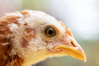 Tavuk kafası portresi. Yakın plan yüz.