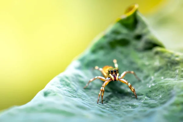 Araña Casa Común Pared — Foto de Stock