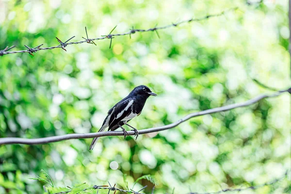 Oriental Magpie Robin Small Passerine Bird — Stock Photo, Image