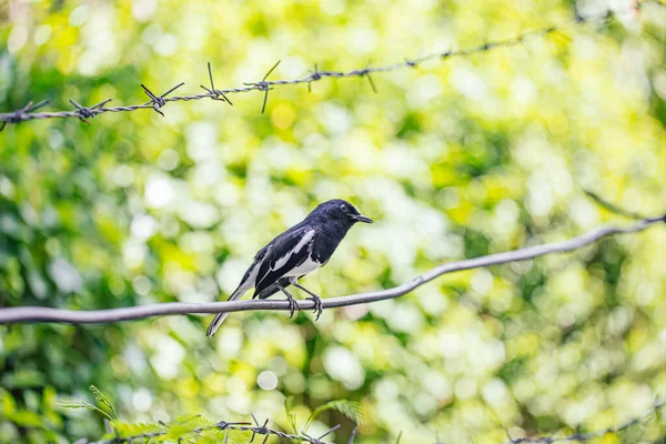 Oriental Magpie Robin Small Passerine Bird — Stock Photo, Image