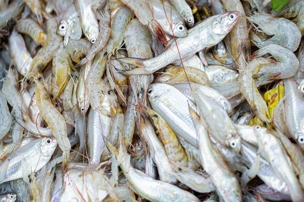 Pescado Pequeña Comida Local Tailandia Aldeano —  Fotos de Stock