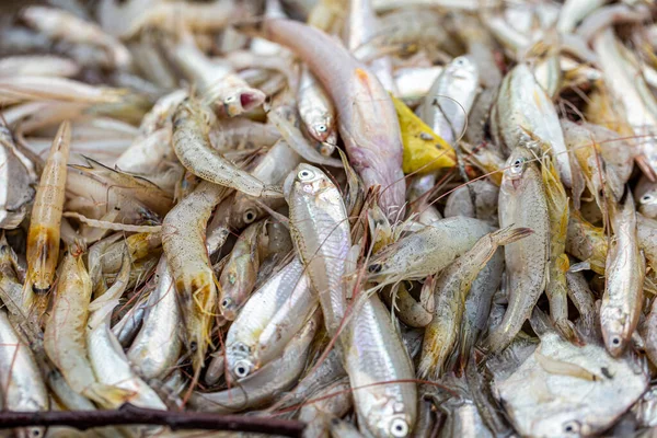 Pescado Pequeña Comida Local Tailandia Aldeano —  Fotos de Stock