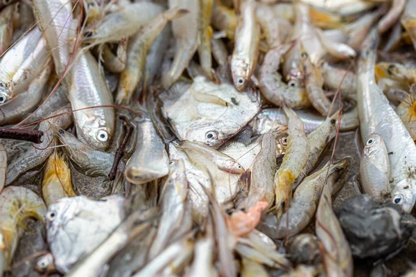 Pescado Pequeña Comida Local Tailandia Aldeano —  Fotos de Stock