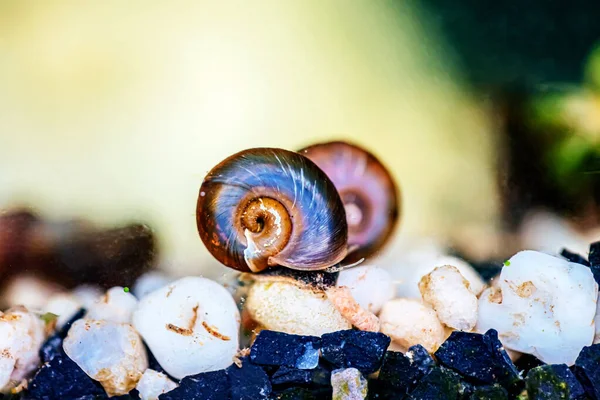 Armor Big Pond Snail Water — Stock Photo, Image