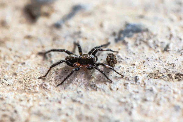 Detailní Záběr Malé Skákající Pavouk Jíst Mouchu — Stock fotografie