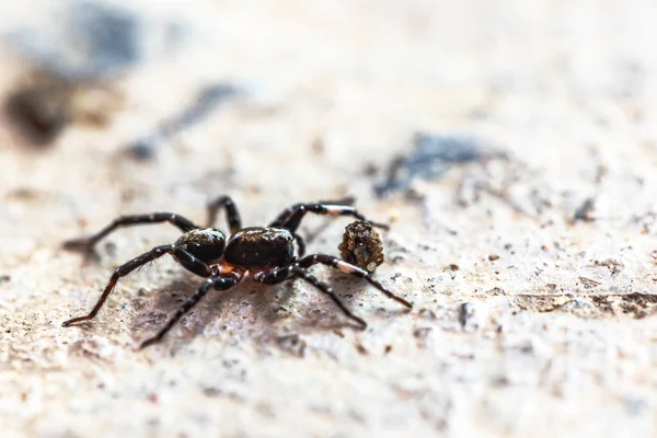Detailní Záběr Malé Skákající Pavouk Jíst Mouchu — Stock fotografie