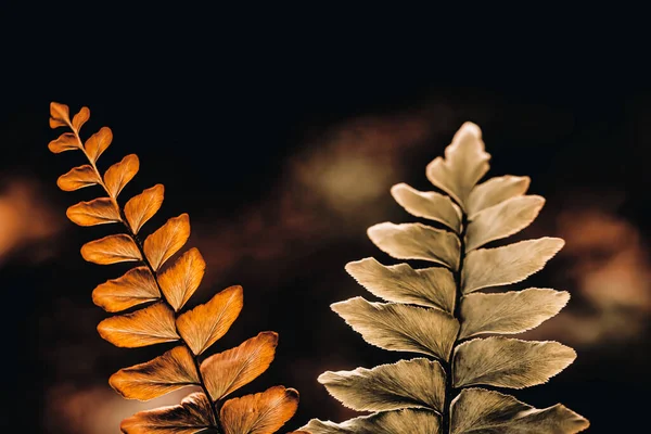 Top View Fern Bush — Stock Photo, Image