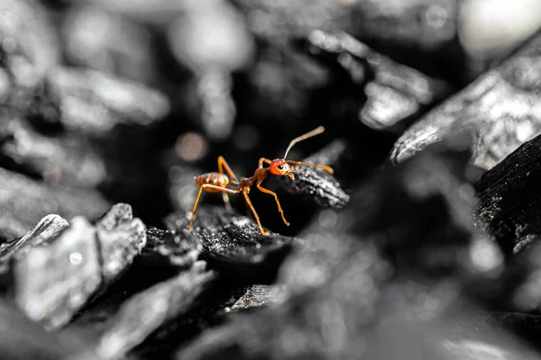 베짜는 개미를 덮는다 — 스톡 사진