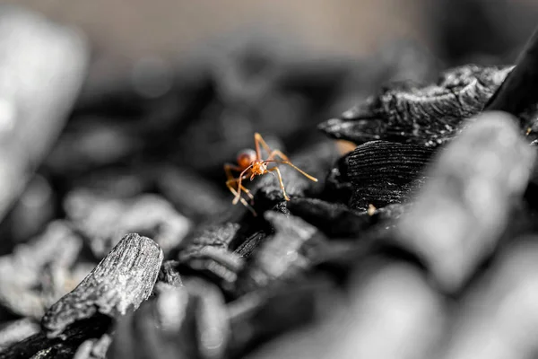 Gros Plan Fourmis Tisserandes Rouges Sur Feuille Verte — Photo