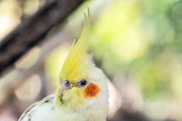 Retrato Cockatiel Close Nymphicus Hollandicus — Fotografia de Stock