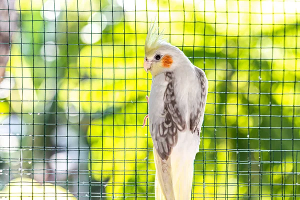 Portret Bliska Cockatiela Nymphicus Hollandicus — Zdjęcie stockowe