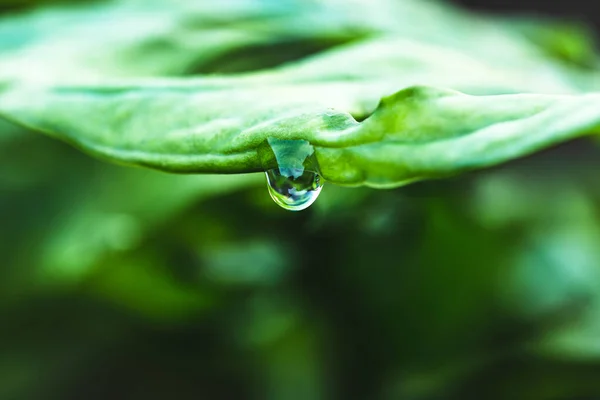 Water Droplets Leaves Rainy Season Rain Forest — Stock Photo, Image