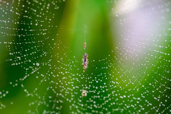 Ein Spinnennetz Wald — Stockfoto